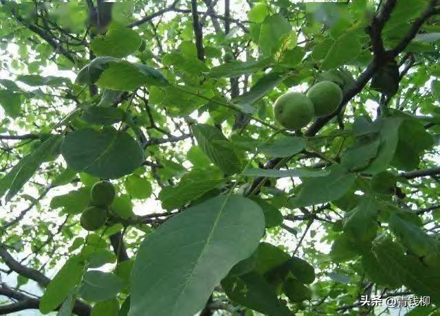高产纸皮核桃品种,核桃怎样修剪才能高产