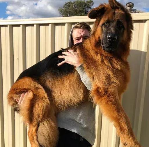 养马犬好还是养德国牧羊犬好,德国牧羊犬可以在城市养吗