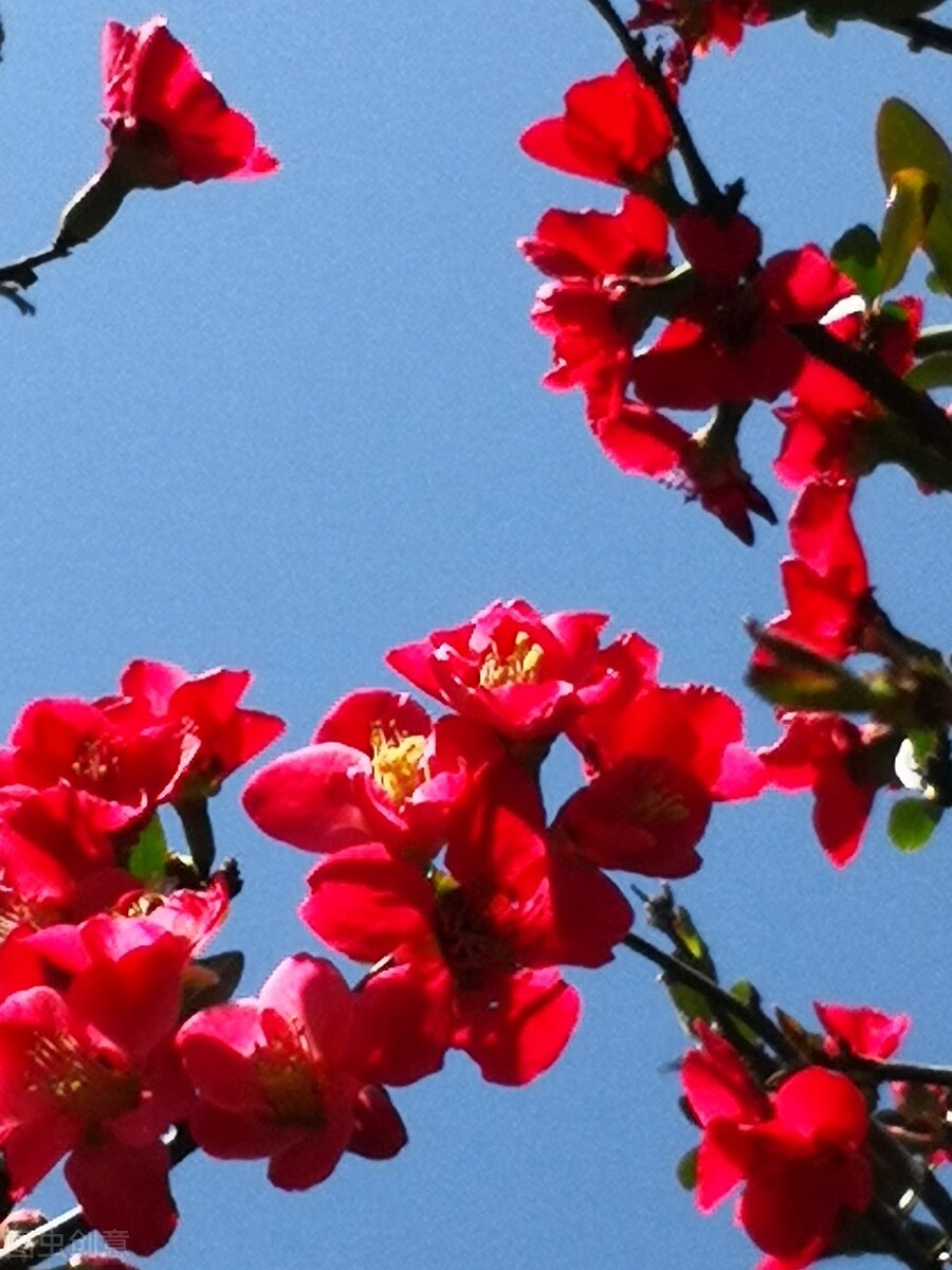 我真爱的人，我的娘子