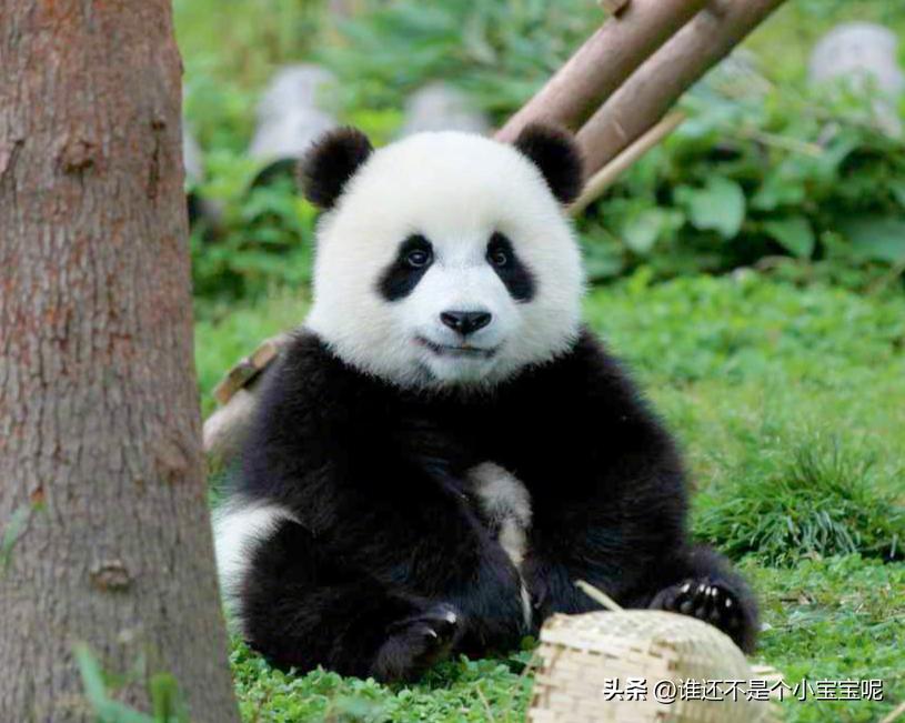 大熊猫皓月和花花,大熊猫花花有几个绯闻男友