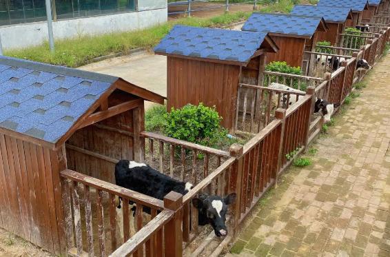 郑州赏花游玩推荐景点,郑州踏青旅游攻略