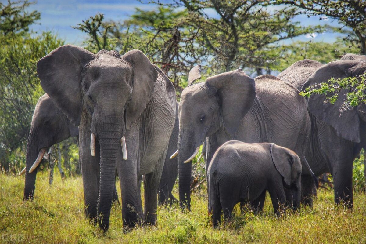 大象体型有多大,大象的真实体型