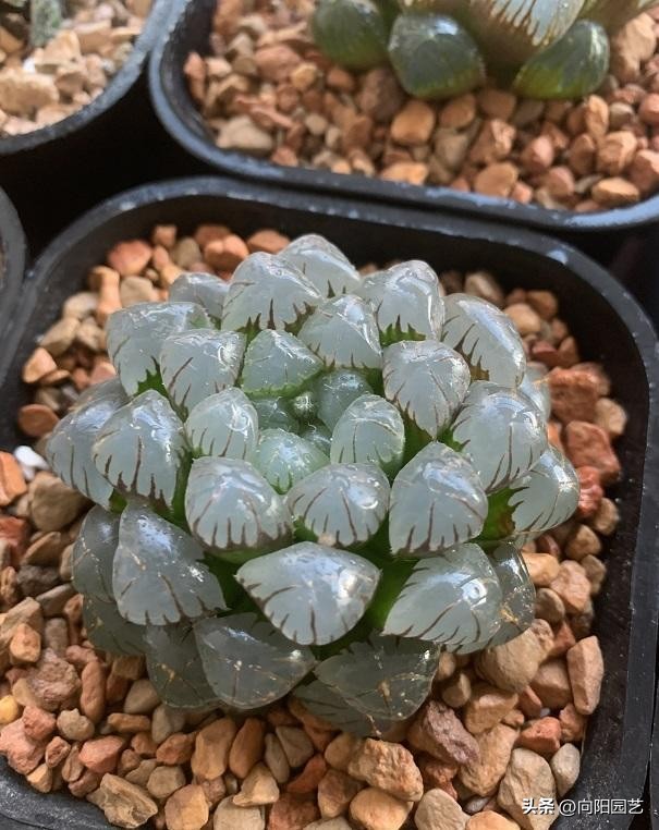 玉露烂根是水浇多了还是不通气,玉露烂根了重新上盆得晾几天