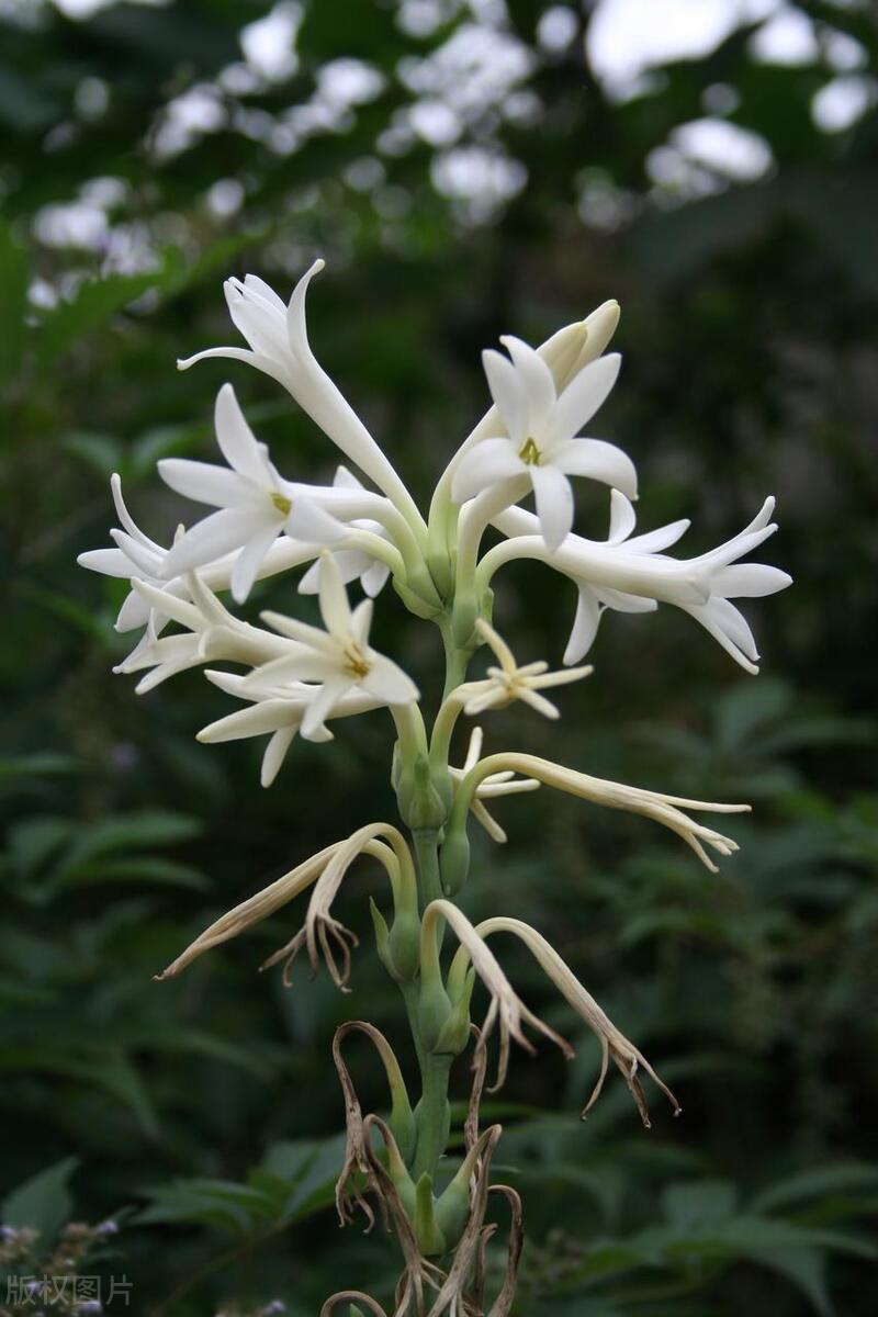 晚香玉怎么种年年开花,晚香玉怎么长得跟草一样