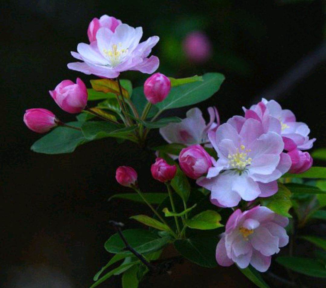 视觉盛宴五种赏花名花供您选择,春天十种最美的花介绍