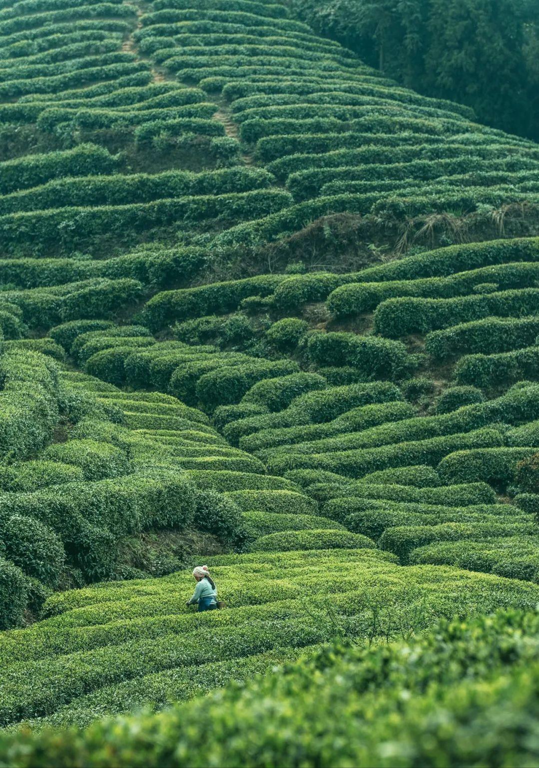 何为绿茶音乐,何为绿茶什么意思