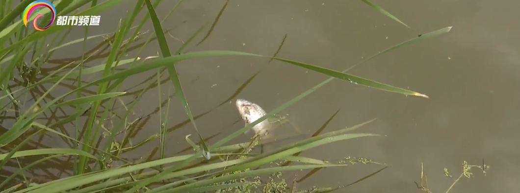 水库鱼死亡原因判断,水库捞鱼死亡水库有责任吗