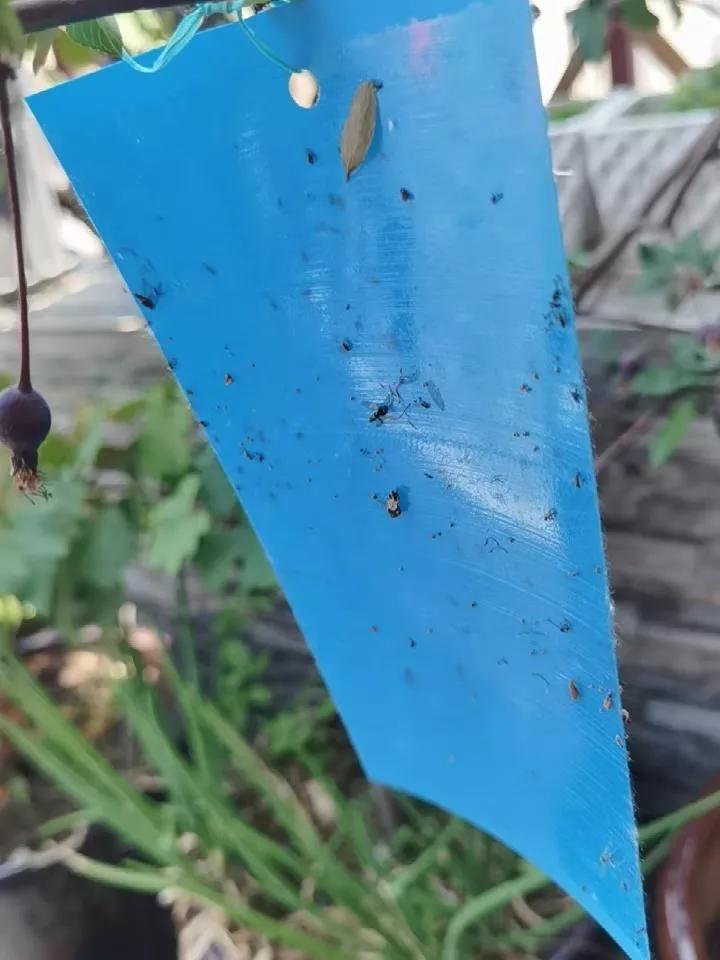 阳台种菜怕蚊虫怎么办,阳台种植蔬菜怎么防止土生虫