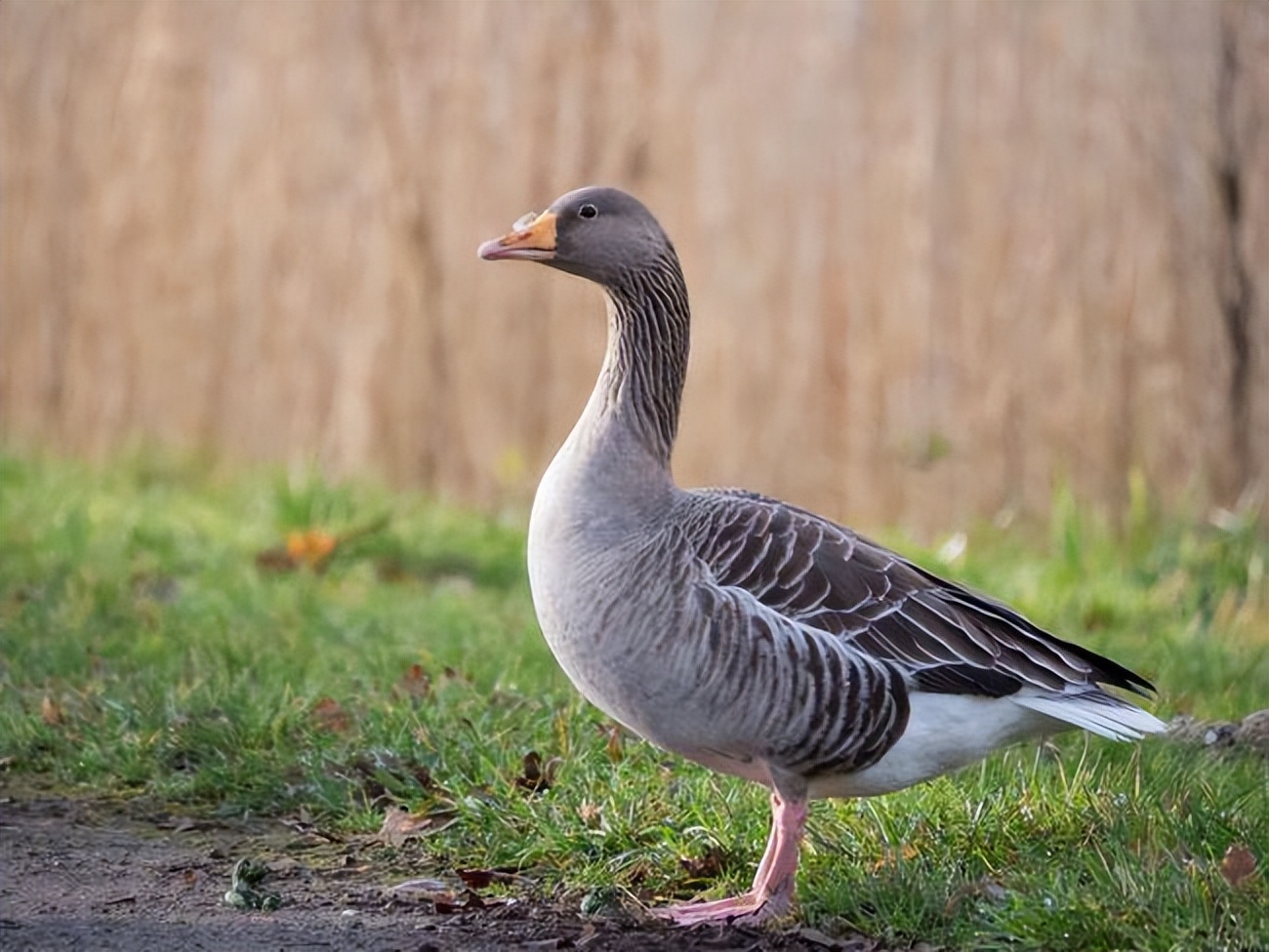 小伙养鹅养鸡上千只大鹅全卖了,养鹅被大雁带走2000只