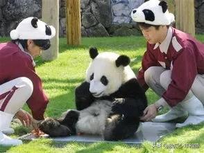 出租大熊猫,陕西大熊猫为啥不出租