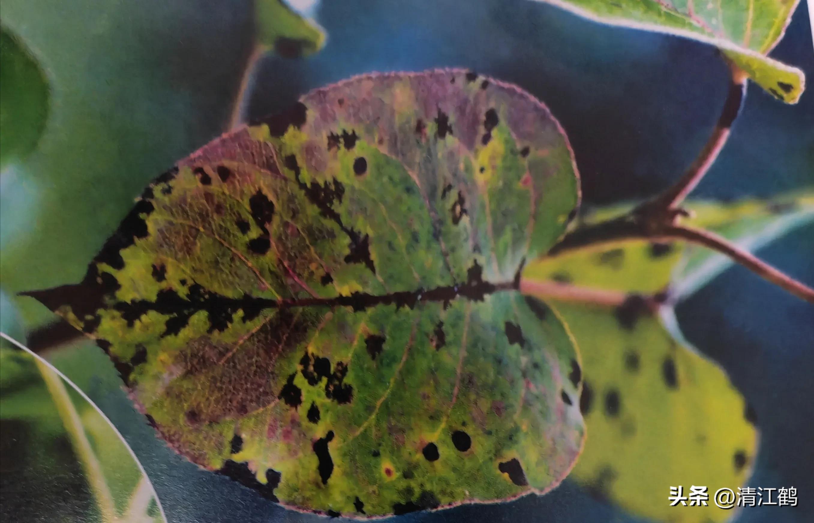 治疗黑星病的特效药物有哪些,黑星病的克星是啥药