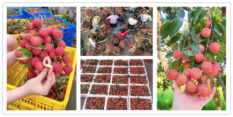 从化荔枝园采摘攻略,从化冬季旅游好去处