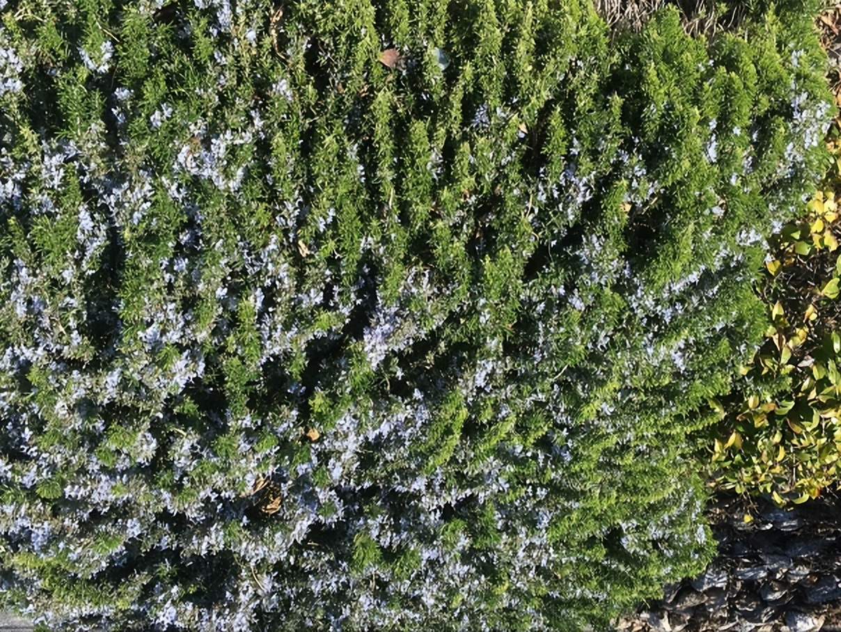 野果(富豪的遗嘱续集)
