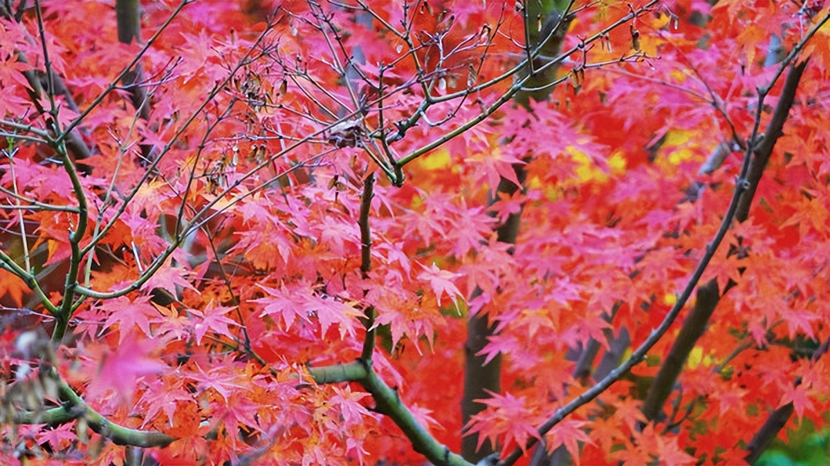 在江苏的“绿林仙海”中，寻找侠气与柔情