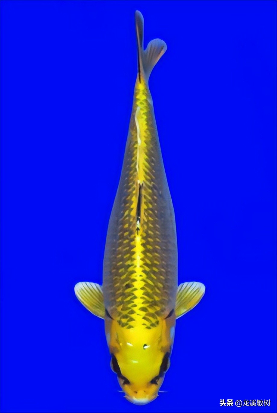 锦鲤分类及鉴赏详解红白锦鲤,锦鲤知识锦鲤分哪几大类