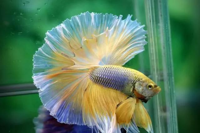 各种漂亮鱼的名称及图片,漂亮可爱的海水观赏鱼