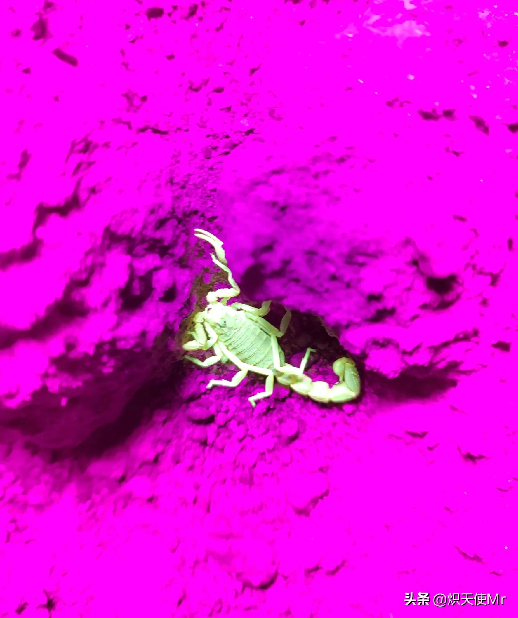 大蝎子与小蝎子毒性一样大吗,哪个蝎子毒性大和哪个蝎子毒性小