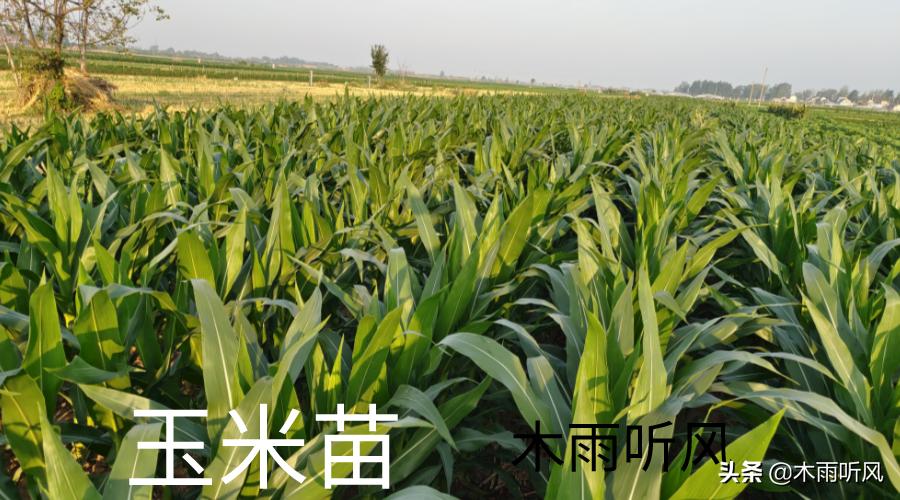 玉米苗发黄打叶面肥,玉米苗期叶面喷肥的正确方法