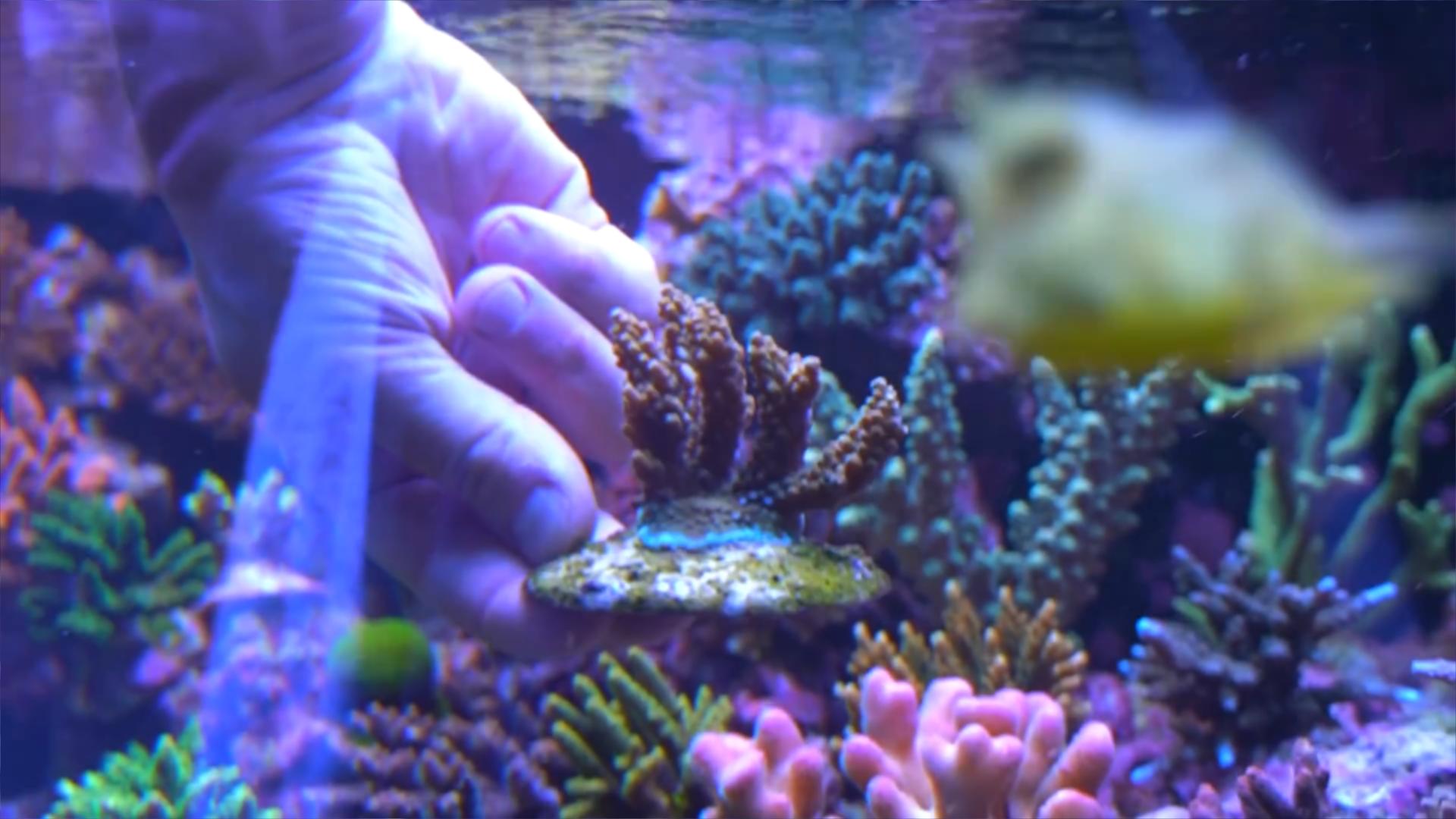 博比特虫遭遇人类袭击,巨型博比特虫