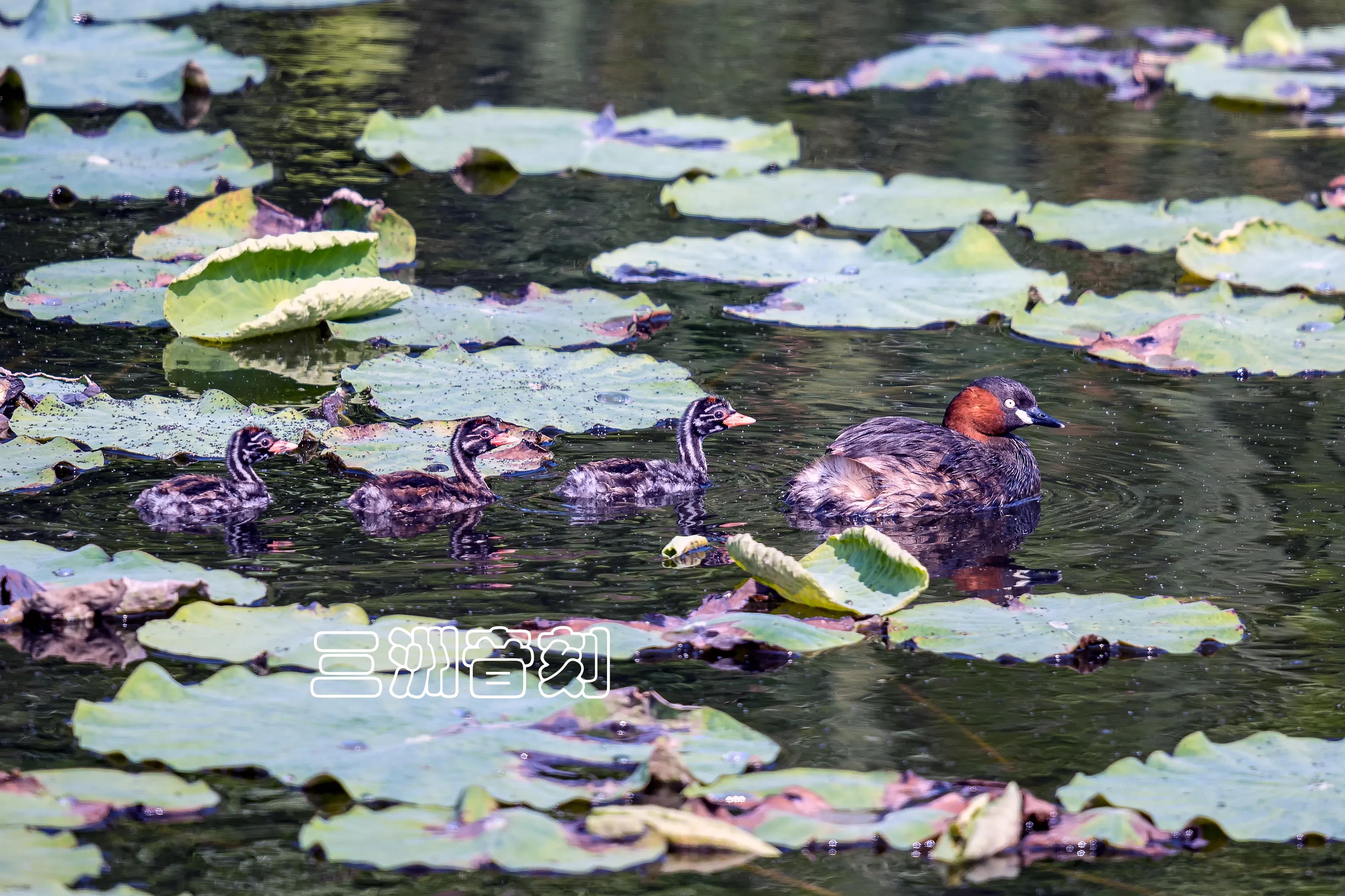 上海国际汽车城安亭,上海市嘉定区安亭国际汽车城