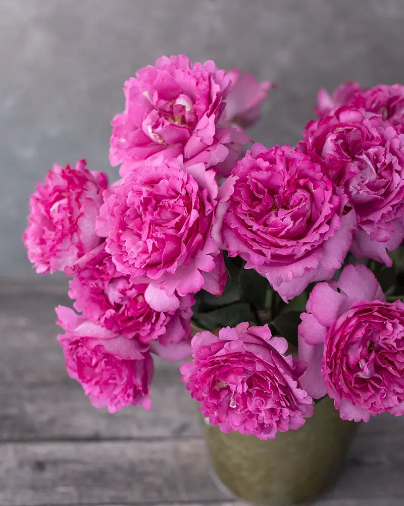 比较鲜又好养的月季品种,最值得养的大花浓香月季品种