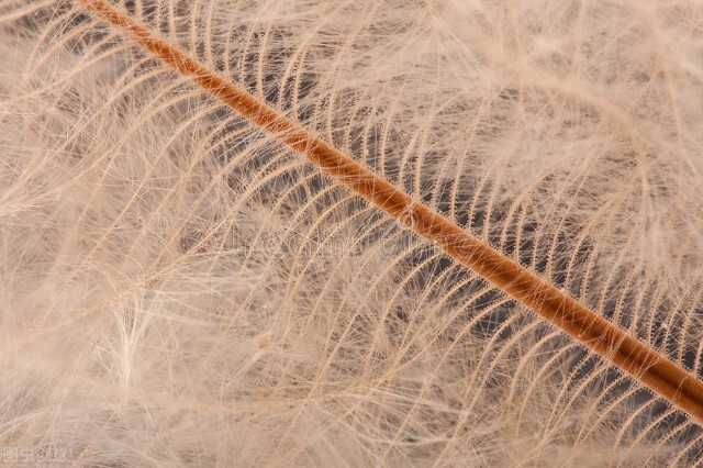 生物多样性黑科技,生物基因黑科技