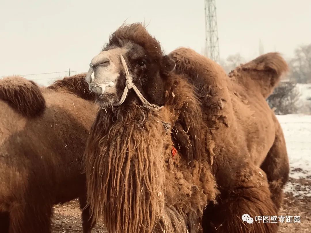 骆驼养殖带动乌苏农牧民增收故事,骆驼养殖乡村振兴