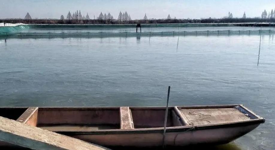 池塘倒藻是什么症状,池塘容易倒藻是什么原因