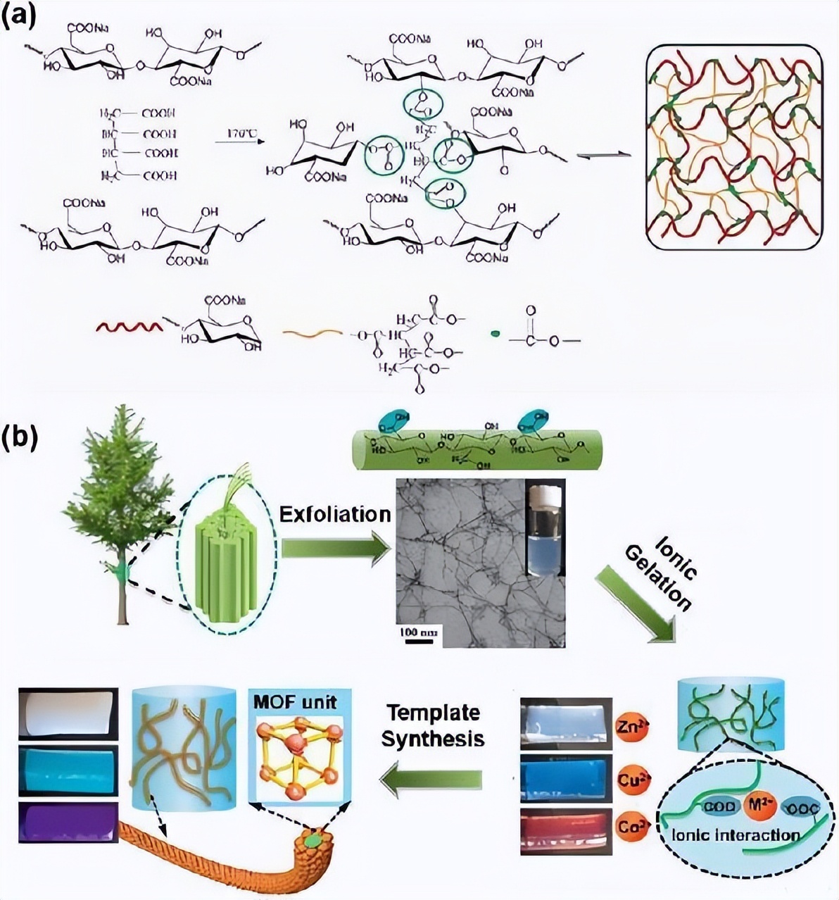 纤维素基水凝胶,纤维素水凝胶