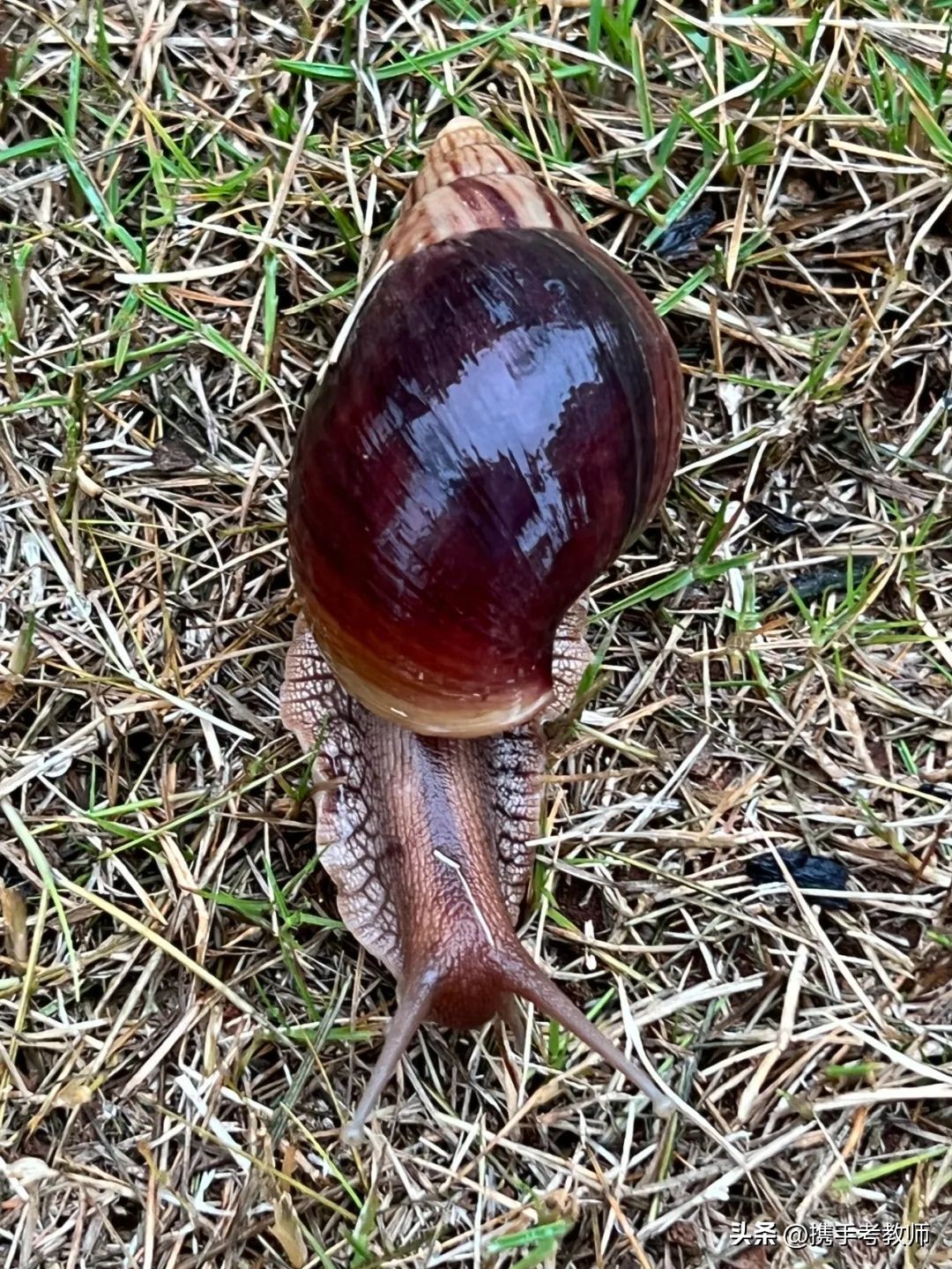 「长长见识」你了解非洲大蜗牛吗？