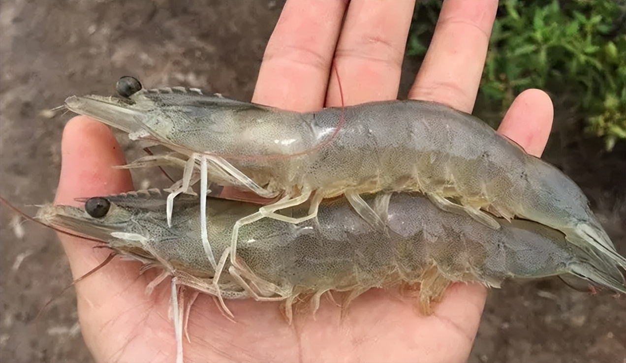 南美白对虾细菌感染和病毒感染,南美白对虾是否有新冠病毒