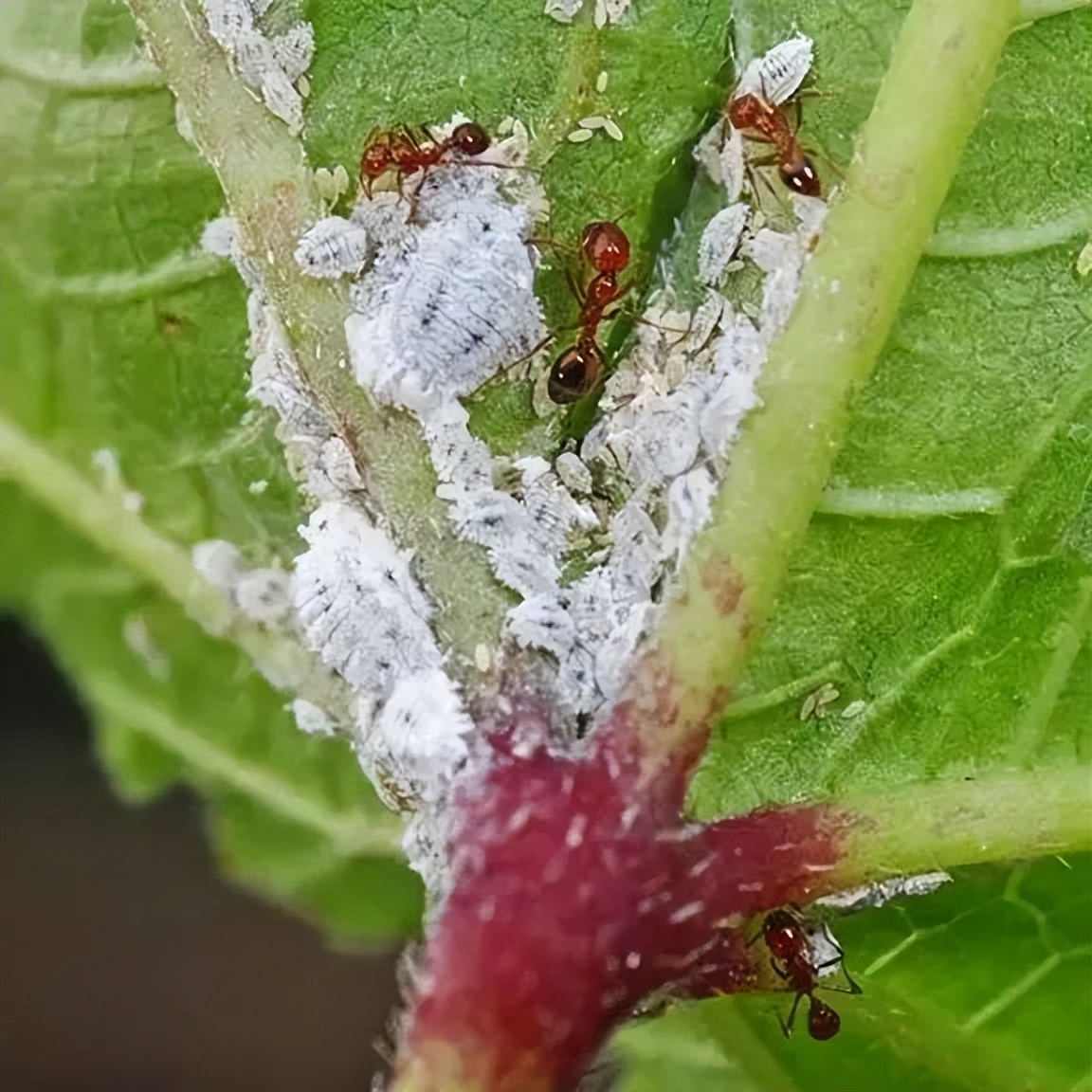 什么植物最爱招蚧壳虫,蚧壳虫会把绿植主干危害成啥样子