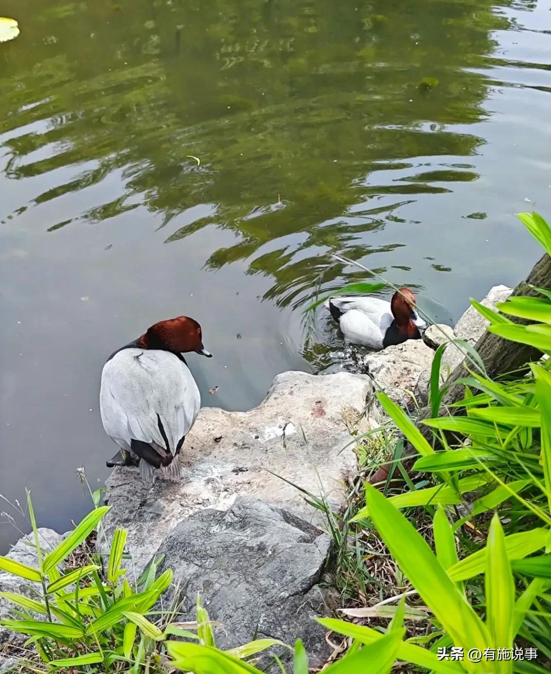 享乐游苏州之【拙政园】