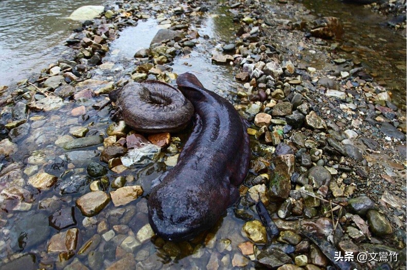 张家界甲鱼价钱表,张家界甲鱼