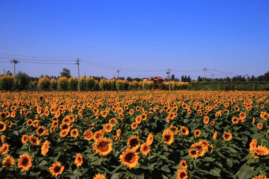 北京周边的向日葵花海,顺义向日葵花海