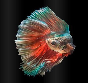 斗鱼米娜跳舞,斗鱼美女舞蹈