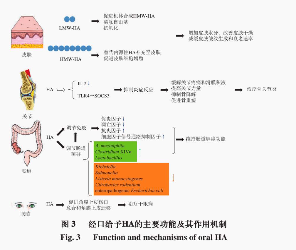 口服玻尿酸对大脑的好处,口服玻尿酸功效与作用
