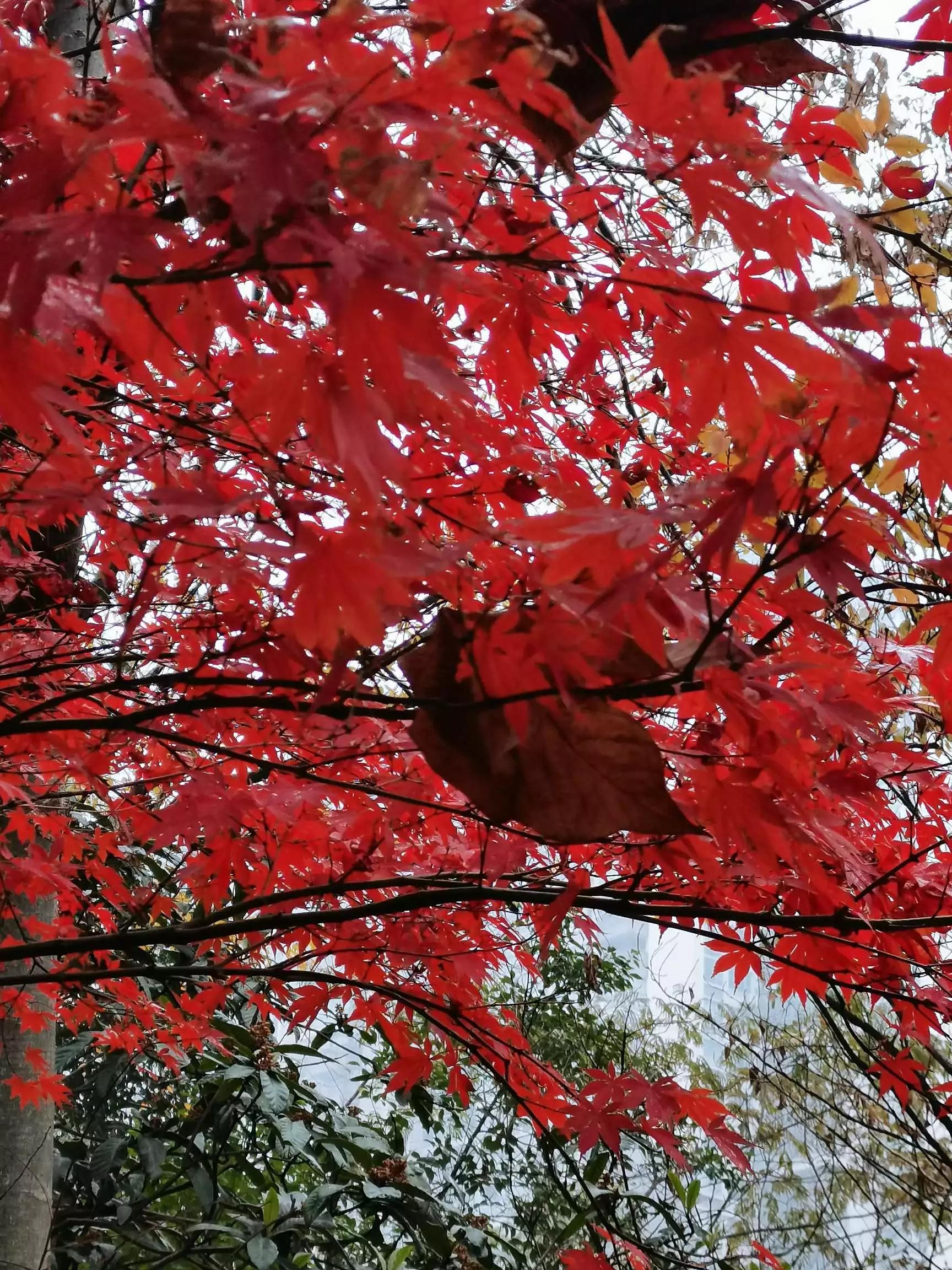 认识各种花卉名称,认识各种花的名字