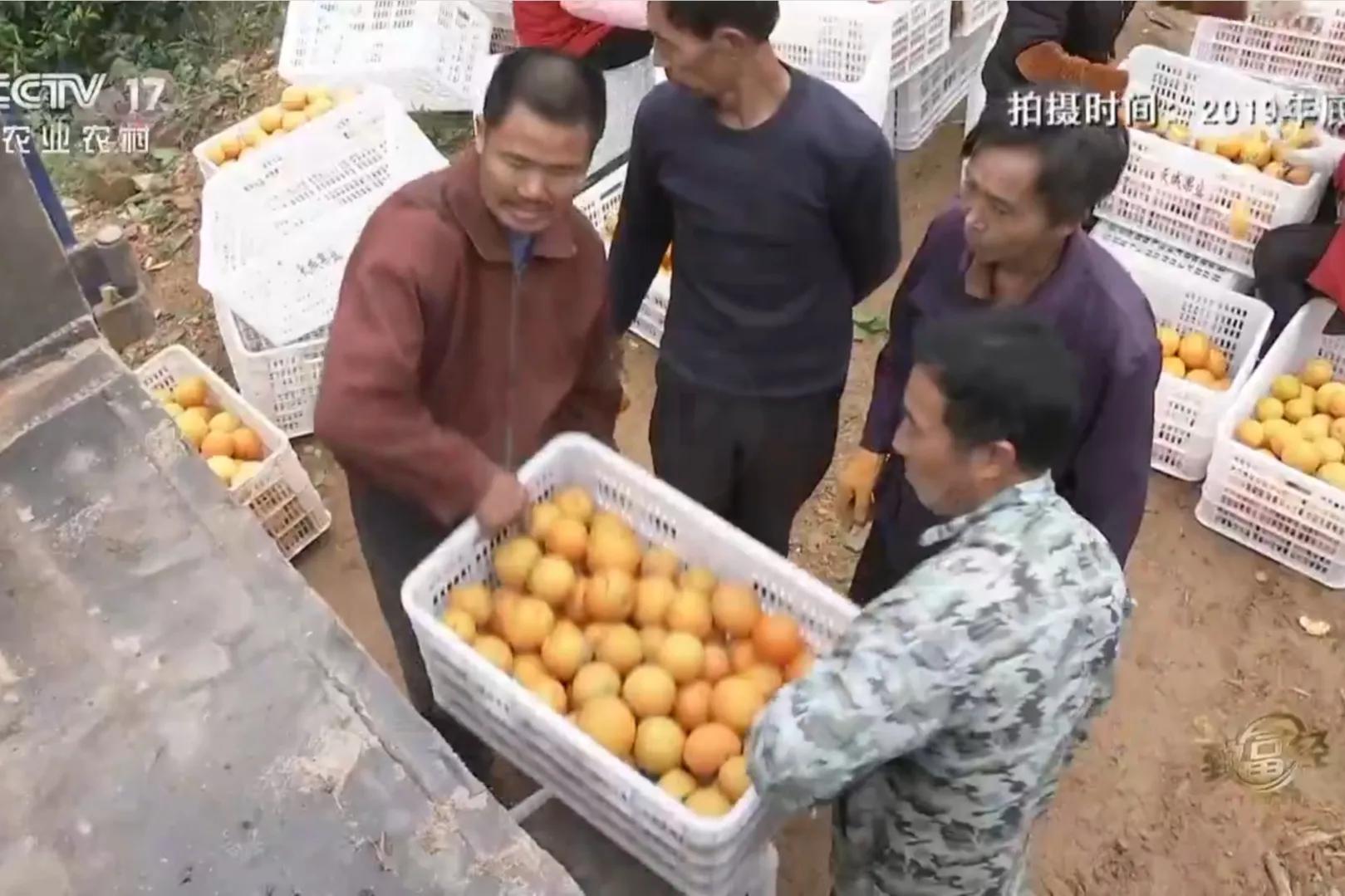 愚公移苍山荒山化作聚宝盆,200亩荒山变成聚宝盆