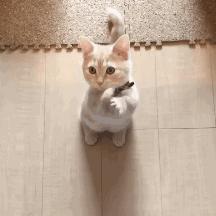 再生气也不能打猫的四个部位,再生气也别打猫的四个部位