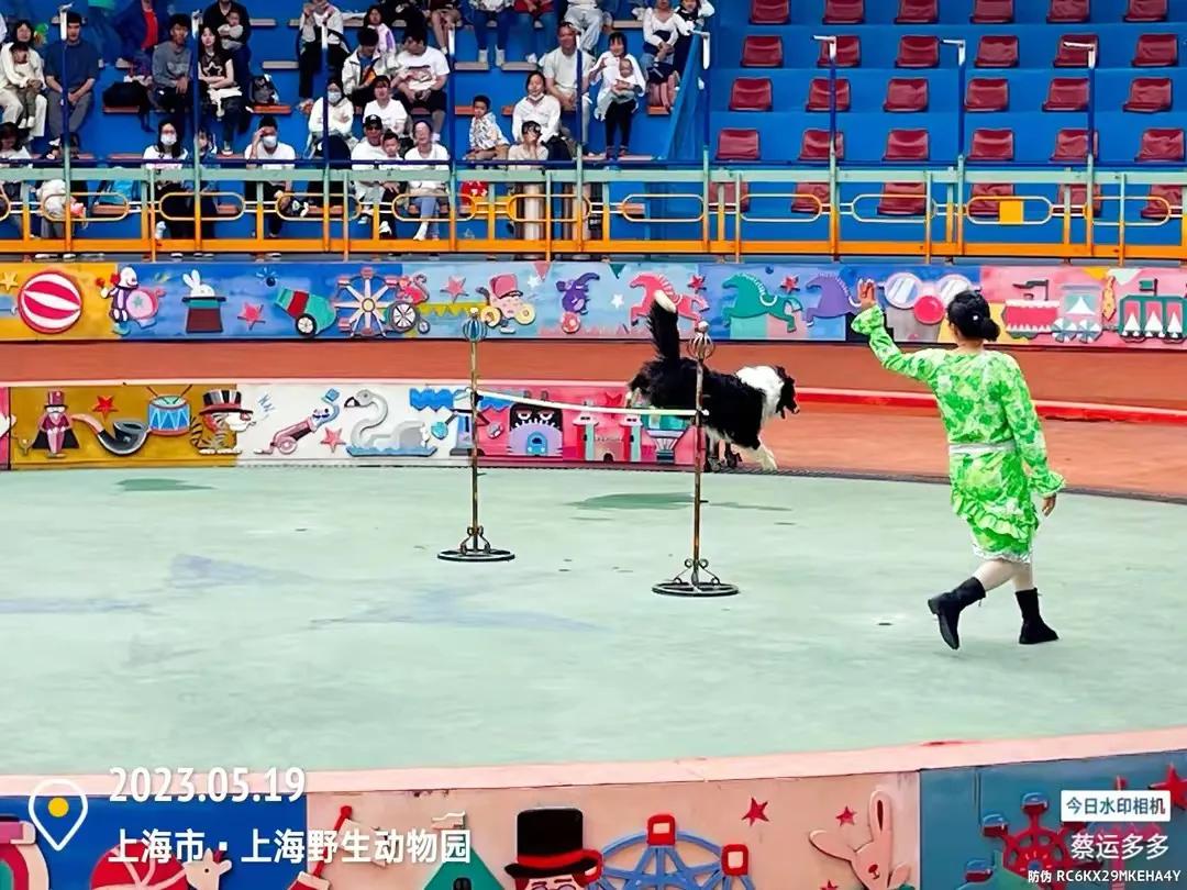 上海野生动物园和上海动物园,上海野生动物园过年营业时间