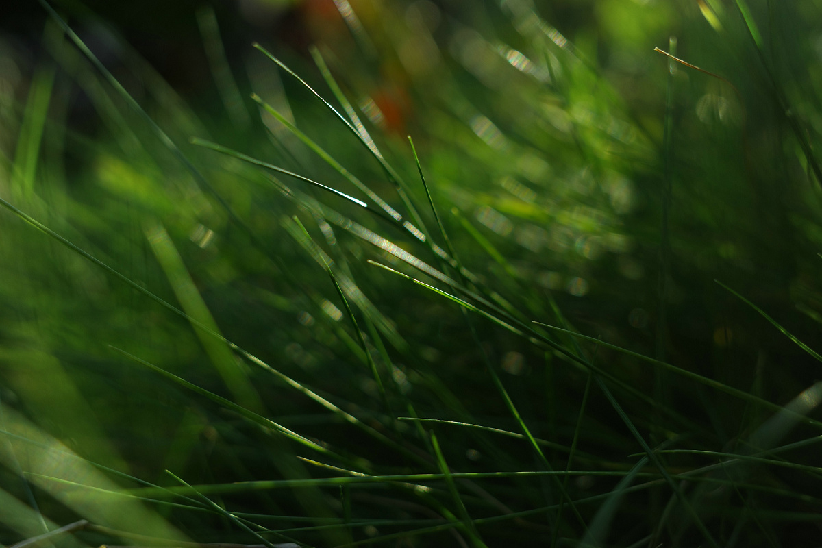 理光gr3微距放大倍率,理光gr3微距为什么是模糊的