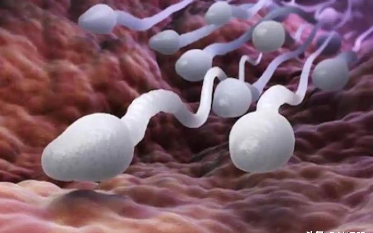 精子的活动轨迹讲解,精子的轨迹分析