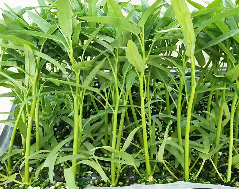 阳台种菜的方法和技巧大全集,阳台种菜室内种菜