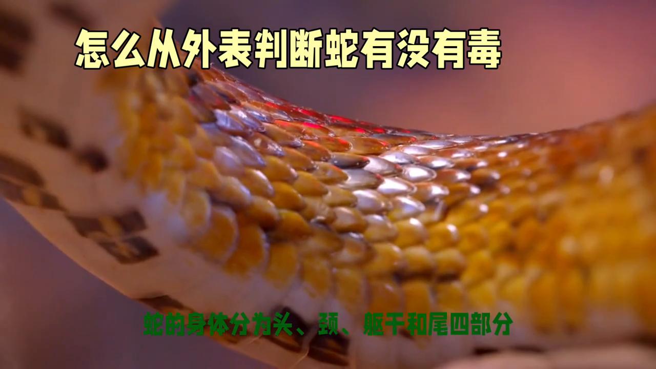 被蛇咬了怎么分辨蛇有毒没有毒,被咬了怎么分辨有毒蛇还是无毒蛇