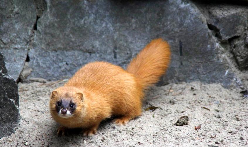 钓鱼佬被抢劫,湖北一钓友常被黄鼠狼“打劫”