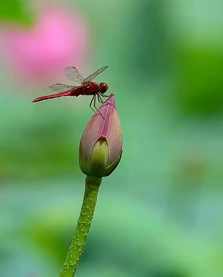 莲出淤泥而不染濯清涟而不妖,荷花出泥而不染芙蓉出水更娇艳