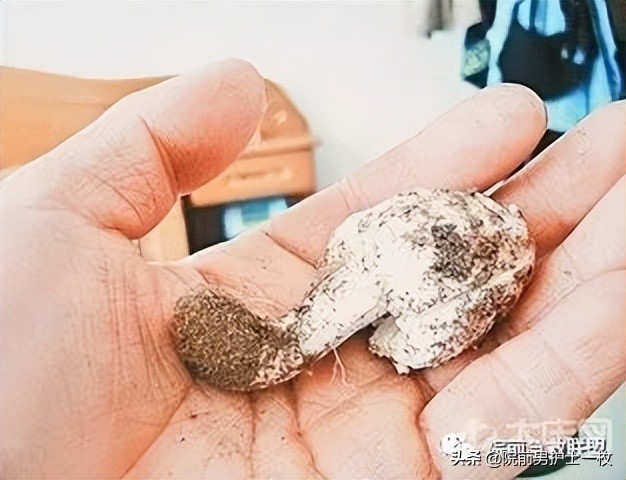 蘑菇中毒最常见品种,有毒蘑菇的八种识别方法