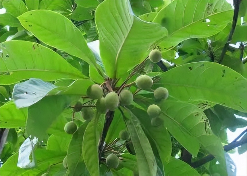 不要钱的文玩,不值钱但玩得好的文玩