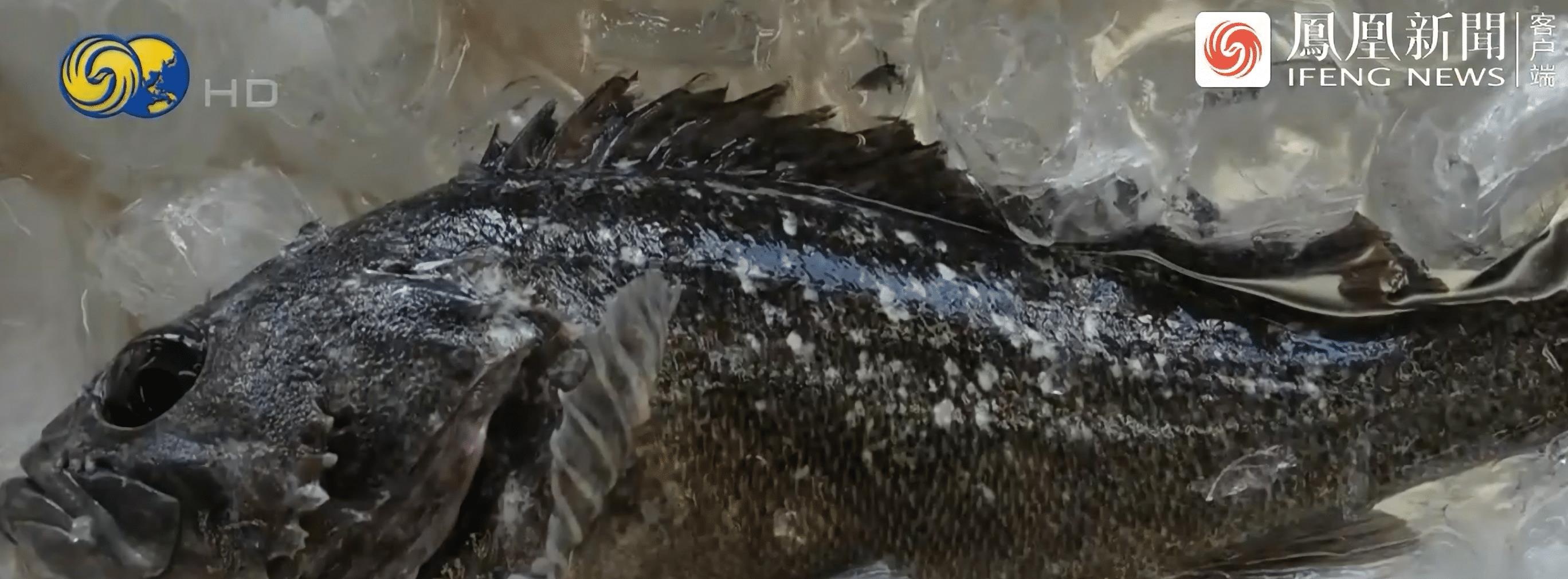 日本河水一夜突变荧光绿！政府警告：千万不要碰，是*污染核**反噬？